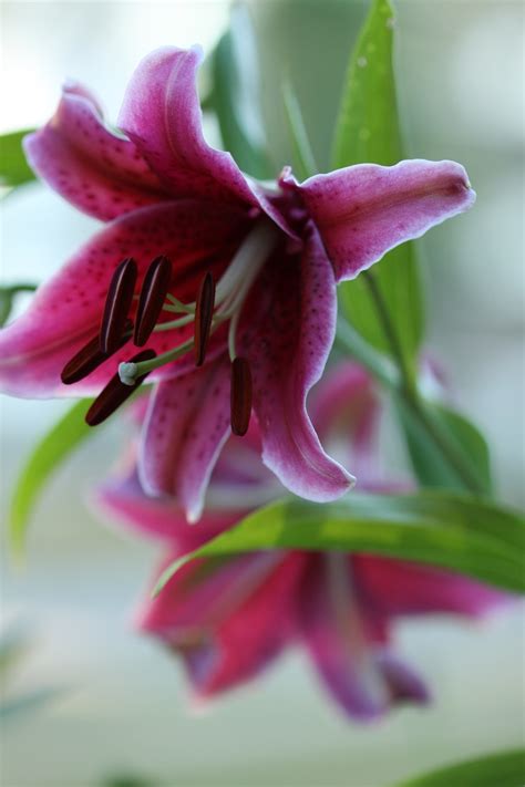 Oriental Lily | Oriental lily, Horticulture, Flowers