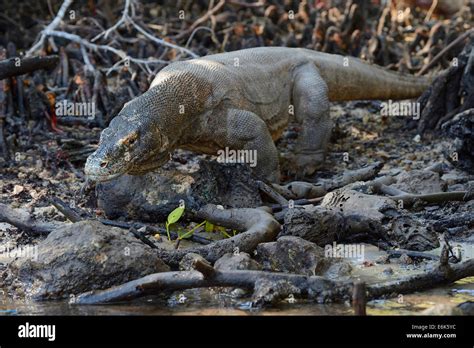 Komodo Dragon Varanus Komodoensis In The Mangrove Area Of Rinca