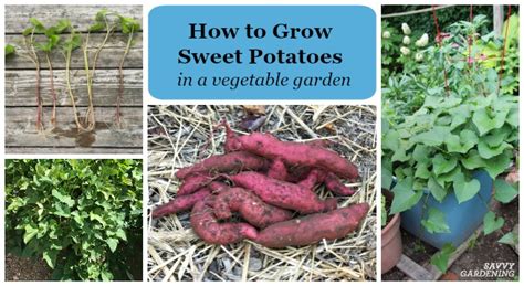 How To Grow Sweet Potatoes In A Garden How To Grow Sweet Potatoes At