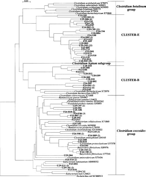 Phylogenetic Tree Showing The Relationship Between 16s Rrna Genes