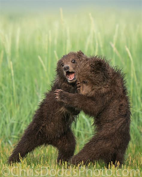 Coastal Brown Bears Playing — Nature Photography Blog