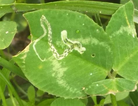 Diptera Info Discussion Forum Mines On Trifolium Repens Agromyza