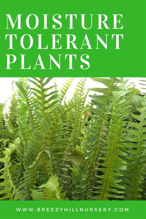 Moisture Tolerant Plants - A Breezy Hill Nursery Guide to Moisture ...