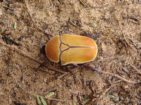 R F Insecta Coleoptera Scarabaeidae Pachnoda Marginata