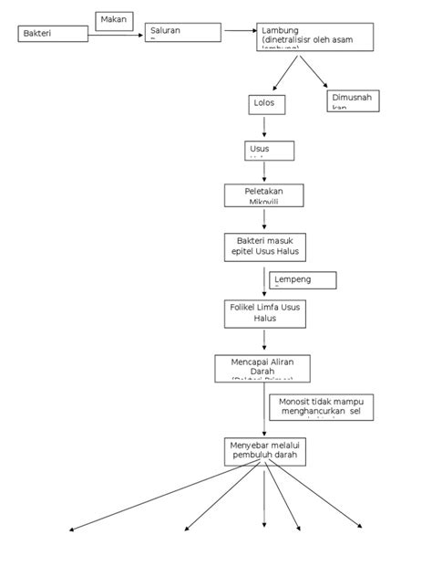 Pathway Demam Tifoid Pdf