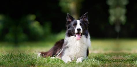 Border Collie Are They Really All That Smart