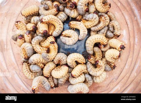 Bamboo worms close up. Living edible worms. Fat white caterpillars in ...