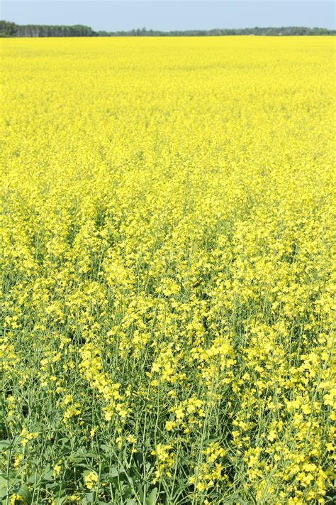 Canola Plant Crop Free Stock Photo Public Domain Pictures