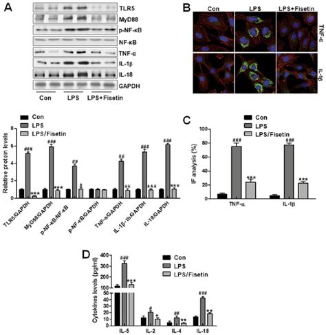 Fisetin Ameliorates Inflammatory Response In Lipopolysaccharide