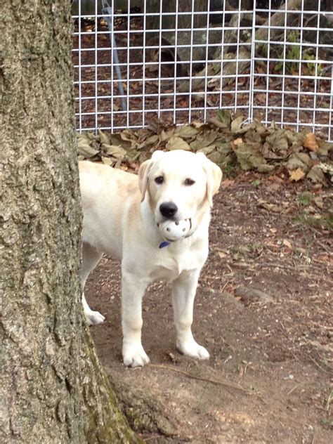 Golden Lab Is A Golden Retriever Yellow Labrador Mix Golden