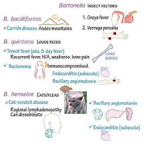 Immunology/Microbiology Glossary: Bartonella | Draw It to Know It