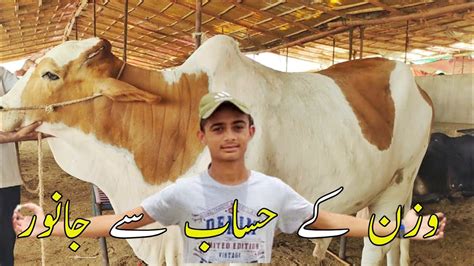 Cow Mandi In Karachi Wazan K Hisab Sy Janwar Bakra Eid Cow