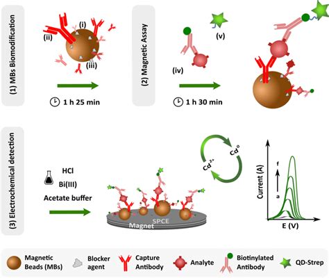 Magnetic Immunoassay An Overview Sciencedirect Topics 48 Off