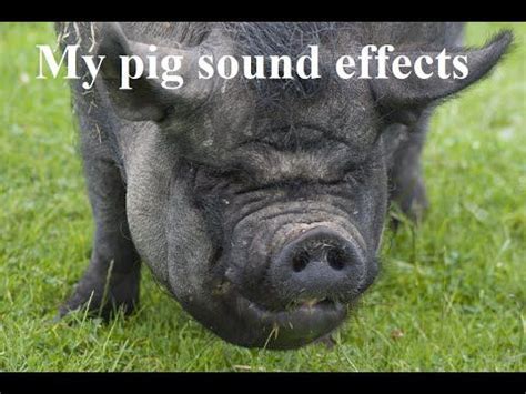 Free to use -- My pig sound effects | Pig sounds, Black pig, Pig