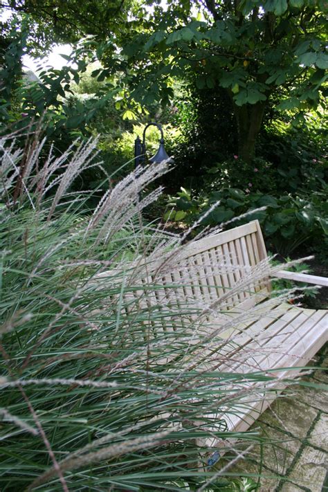 Miscanthus Sinensis Kleine Silberspinne Prachtriet Bloemenpark