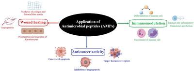 Frontiers Antimicrobial Peptides Novel Source And Biological