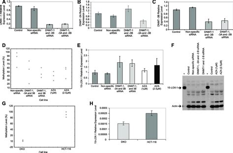 Effects Of 15 Lox 1 Promoter Demethylation On 15 Lox 1 Transcription In