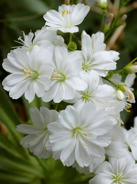 On Twitter Lewisia