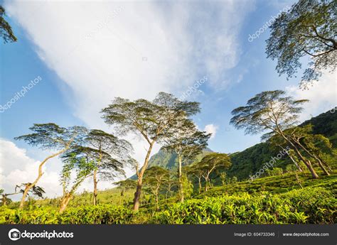 Green Natural Landscapes_Tea Plantation Sri Lanka — Stock Photo ...