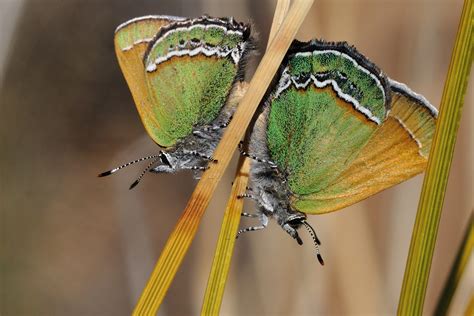 Sandia Hairstreak Callophrys Mcfarlandi P Ehrlich And Clench 1960