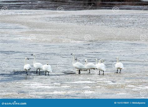 Trumpeter Swans on Frozen Lake Stock Image - Image of birds, migration ...