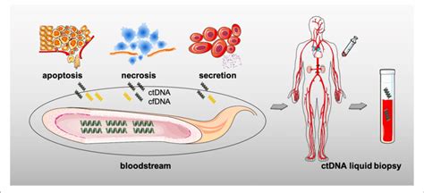 The Origins Of Circulating Tumor Dna Ctdna Download Scientific