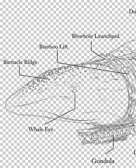 Cetacea Beluga Whale Whaling Human Body Blue Whale PNG, Clipart ...