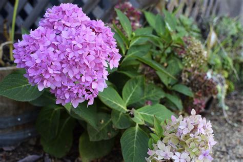 How To Grow Hydrangeas From Stem Cuttings In Soil Growing Hydrangeas