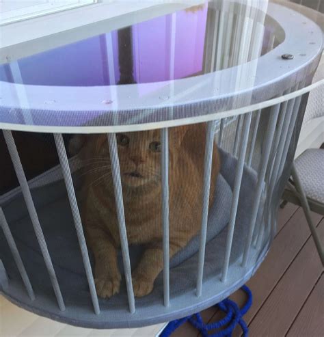 Cat Solarium Catio In Cali Cat Solarium The Cat Window Box Catio Cat Balcony