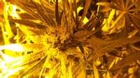 Shiva Skunk Sensi Seeds Hanfsorten Galerie Page No