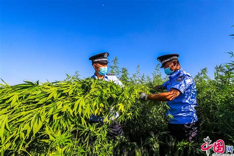 新疆伊犁：铲除野生大麻 开展禁毒宣传 图片中国中国网