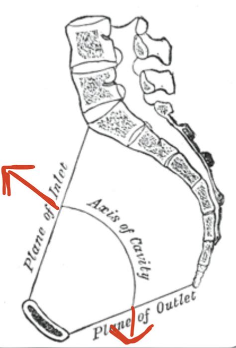 Ceinture pelvienne UE8 Spé Petit Bassin Tutorat Associatif Toulousain