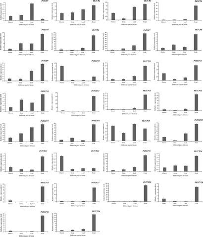 Frontiers Comparative Genomic Analysis Of TCP Genes In Six Rosaceae