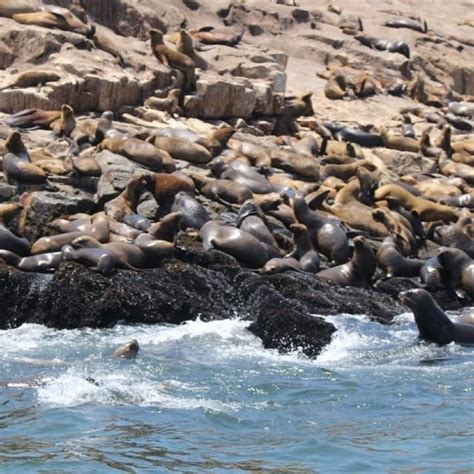 Lima Palomino Islands Sea Lion Swimming Tour GetYourGuide