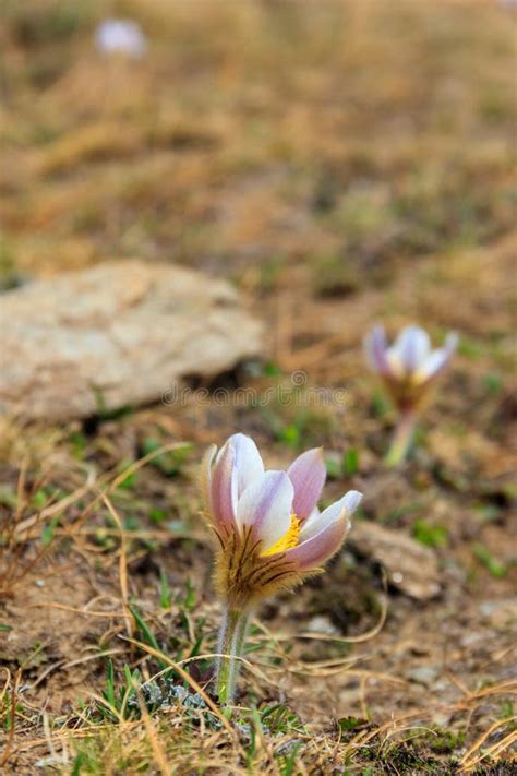 Eastern Pasqueflower Pulsatilla Patens Also Known As Prairie Crocus