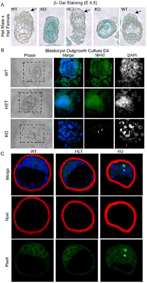 Figure 1 From Maternal Expression And Early Induction Of Histone Gene