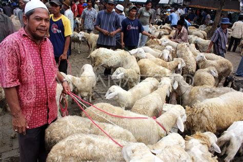 Harga Kambing Naik Antara Foto