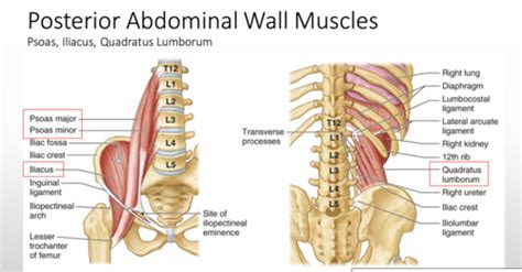 Anatomy Exam 3 Posterior Abdomen Flashcards Quizlet