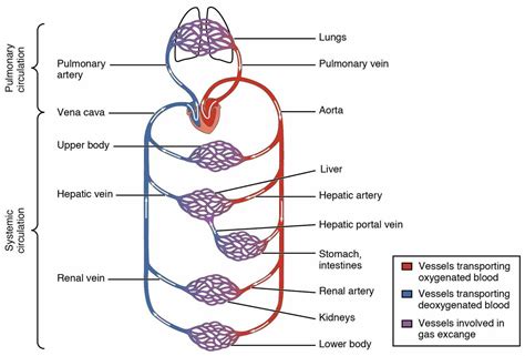 Anatomy Of The Smallest Blood Vessel | MedicineBTG.com