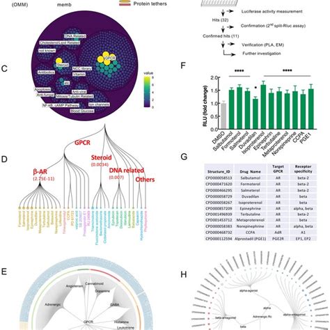 Compound Library Screening With Split Rluc Assay Identifies Gpcr Download Scientific Diagram