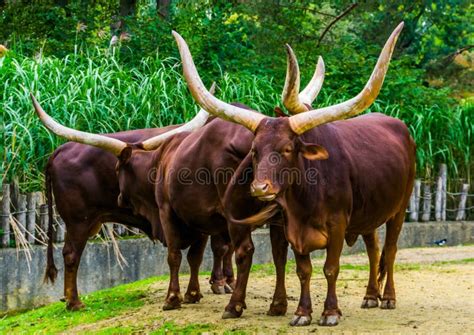 Herd of Ankole Watusi Together in the Pasture, Popular American Cow ...