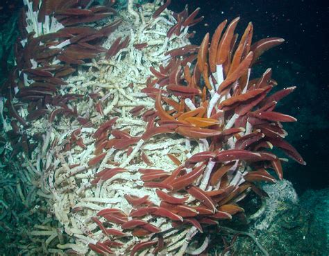 Giant Tubeworm • Mbari