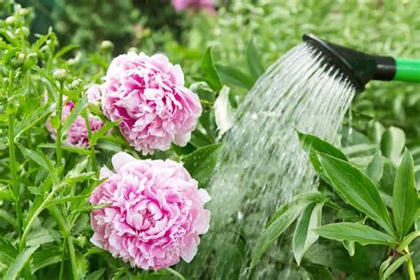 How To Water Peonies All You Need To Know Plantglossary