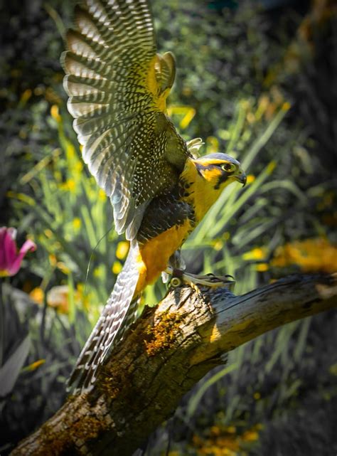 Aplomado Falcon - Learn About Nature