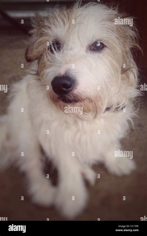 Scruffy Dog Breeds