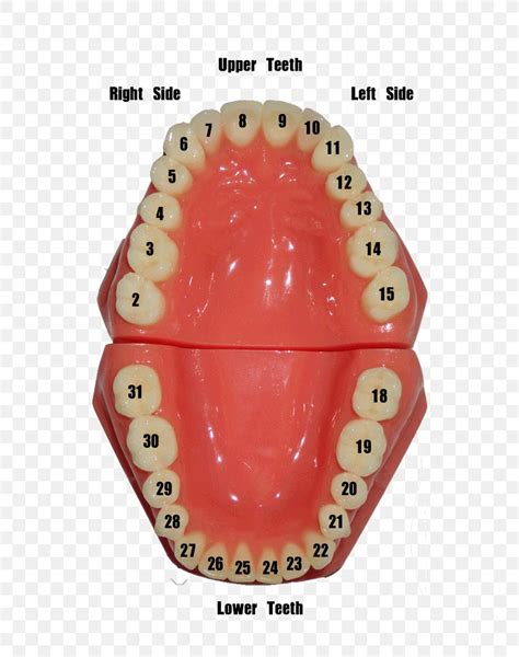 Dental Chart Tooth Numbers