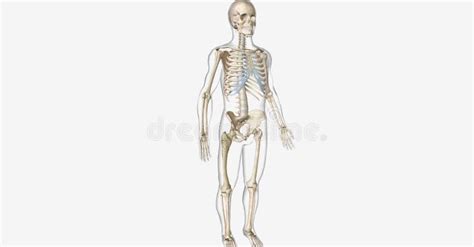 The Paget is Disease of Bone Stock Illustration - Illustration of bones ...