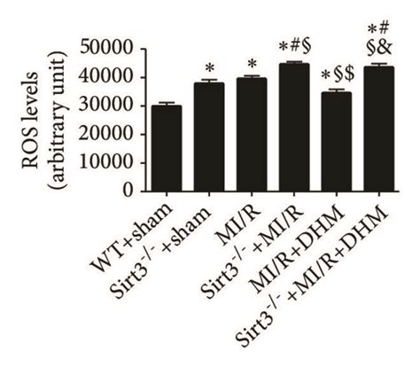 DHM Attenuated The Mitochondrial Dysfunction After MI R A The