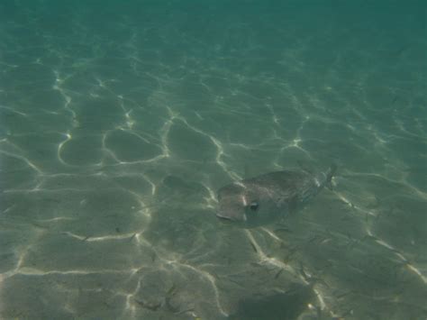 Foto de Morrocoy, Venezuela