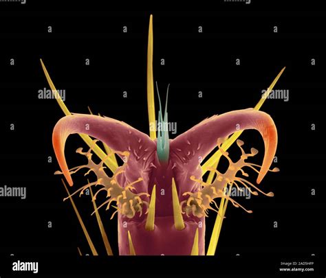 Coloured Scanning Electron Micrograph Sem Of Fruit Fly Tarsal Claw